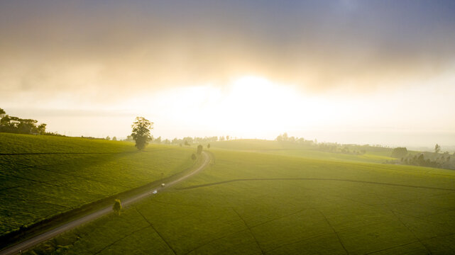 Aerial view of a winding road cutting through lush green fields bathed in the warm glow of the rising sun, Nandi Hills, Kenya.