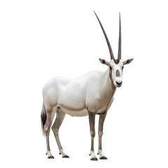 Fototapeta premium Arabian Oryx Antelope with long curved horns standing on a black background isolated on transparent background