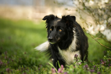 Spring portrait of dog in nature. He is so cute in the nature. He has so lovely face