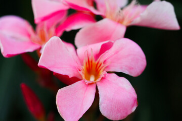 Obraz premium Nerium oleander. Beautiful pink flowers close-up. Nature.