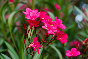 Nerium oleander. Beautiful pink flowers close-up. Nature.