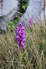 Early purple orchids with limestone in the background at the Burren in County Clare, Ireland