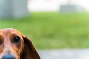 Close-up of a dachshund’s head with expressive eyes and long ears, shot in shallow focus with...