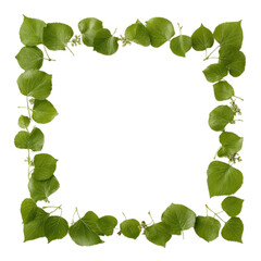 Fototapeta premium a delicate frame made of green leaves, decorative border, isolated on white, sharp focus, clean styling 