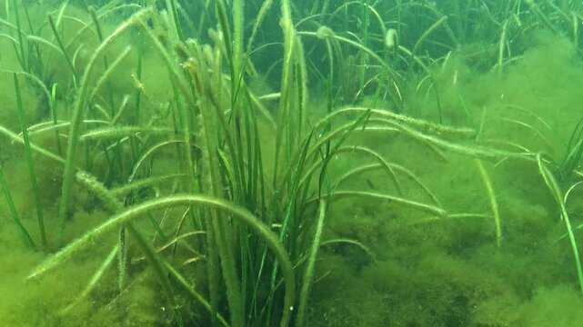 Thickets of sea grass Zostera marina in the Black Sea, leaves covered with fluff of various types of microalgae