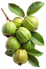 Fototapeta premium A cluster of ripe green guavas with fresh leaves on a stem isolated on transparent background