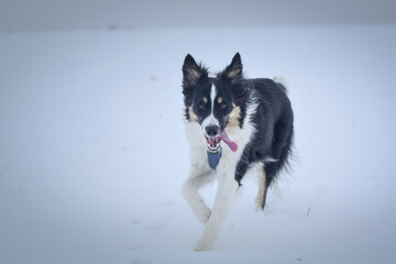 Tricolor border collie is running on the field in the snow. He is so fluffy dog.	