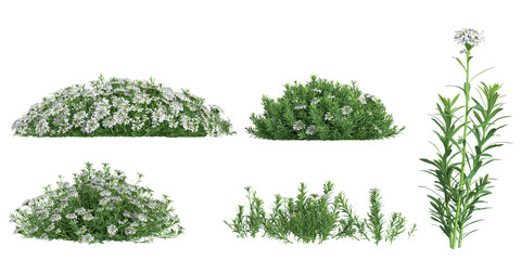 Obraz premium 3d illustration of Host,Iberis plants on transparent background