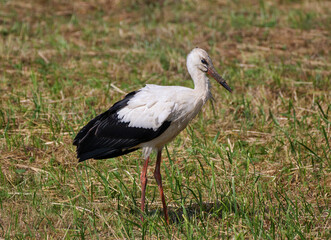 stork in the grass