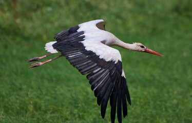 A white stork is flying.