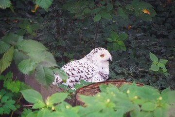 Sowa śnieżna © Adam