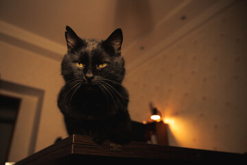 Mysterious black cat sitting on a wooden table in warm ambient light, gazing thoughtfully into the...