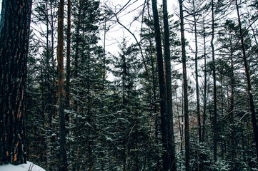 White Siberia winter spruce forest landscape, snow trees sky, bright cloudy day