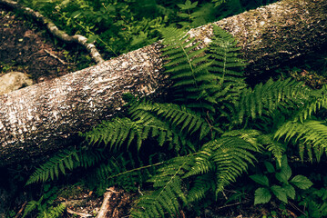 Green summer forest landscape greenwood forest trees, grass and cloudy sky