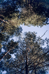 Green summer forest landscape greenwood forest trees, grass and cloudy sky