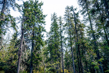 Green summer forest landscape spruce forest trees, grass and cloudy sky, Karelia