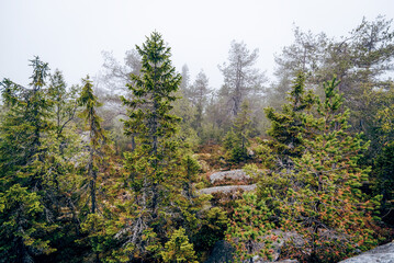 Green summer forest landscape spruce forest trees, grass and cloudy sky, Karelia