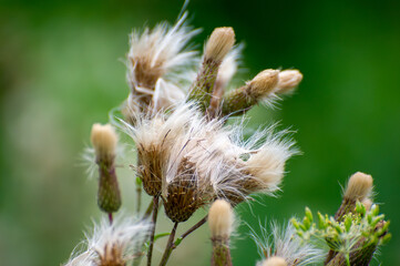 Fluffy white thistle seed heads shimmer like soft feathers as they prepare to drift into the breeze, nestled among green stems and leaves that frame this quiet moment of natural dispersal.