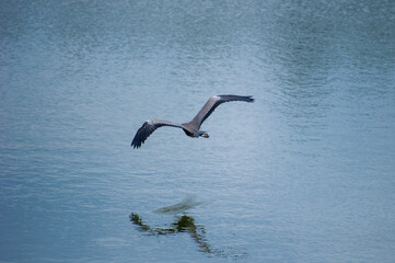 a grey heron flying over the lake and reflected in the water