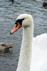 swan on the lake