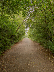 Obraz premium road in the forest