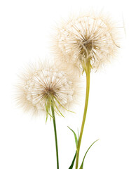 Dandelion blossom blow ball  isolated.