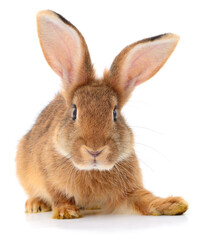 Obraz premium Brown rabbit on white.