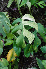 Close-Up of Variegated Monstera Leaf. Monstera Albo with White and Green Marble Pattern Foliage. Monstera Thai constellation, Monstera deliciosa variegated spot. The beauty of various tropical leaves.