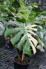 Close-Up of Variegated Monstera Leaf. Monstera Albo with White and Green Marble Pattern Foliage. Monstera Thai constellation, Monstera deliciosa variegated spot. The beauty of various tropical leaves. © SandyHappy