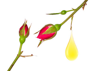 Vibrant red rosebuds drip golden essential oil, symbolizing natural beauty and botanical extraction.