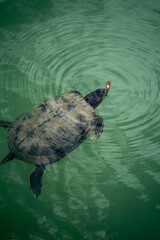 Obraz premium a turtle swims in a pond