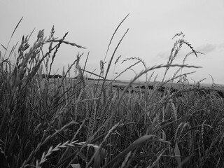 grass in the wind