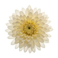 Elegant dahlia blossom in soft cream color isolated on transparent background


