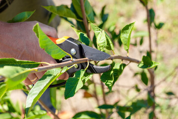 Close up of person's hand pruning peach tree branch with pruning shears, garden and plant care