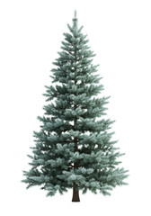 A tall, perfectly shaped blue spruce tree with frosted blue-green needles, isolated on a transparent background with bright studio light, no shadows. Idealized holiday icon concept