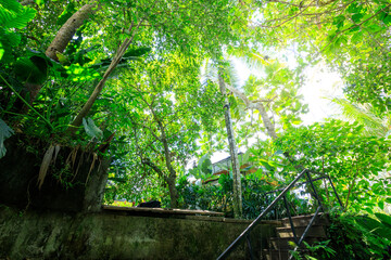 A lush green forest with a house in the background