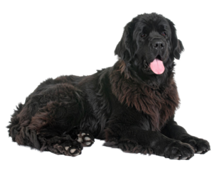 Professional studio portrait of purebred Newfoundland dog resting calmly with soft fur and gentle expression on clean white background