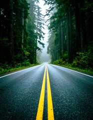 road with yellow line in the forest foggy trip background