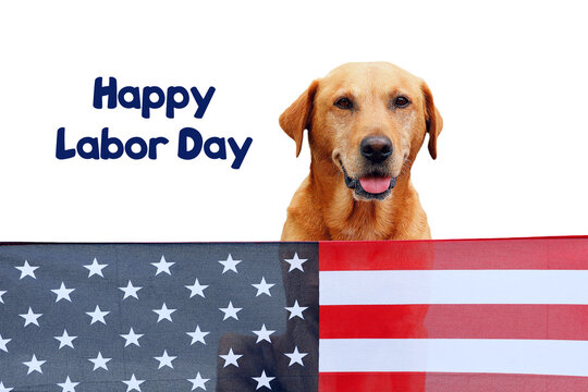 
A cute Labrador Retriever dog sits behind an American flag against a white background. Greeting card with the text "Happy Labor Day."