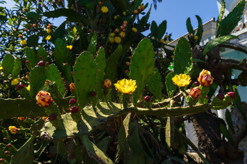 Yellow flower of opuntia ficus indica cactus in natural habitat.