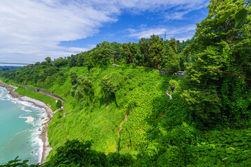 Scenic landscape on Black sea with green exotic trees and bushes in botanical garden, Batumi