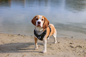 Cute beagle standing on sandy beach