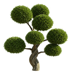Decorative bonsai-style tree with round foliage and twisted trunk isolated on transparent background

