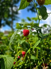 This image features a vibrant red raspberry hanging from a bush, with other berries and green...