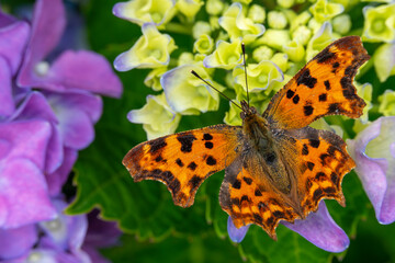 C-Falter ruht sich mit ausgestreckten Flügeln auf einer Hortensie aus