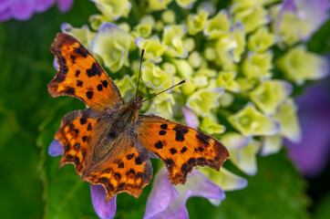 C-Falter in Rastpose auf Hortensie