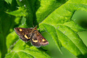 Goldzünsler sonnt sich auf dem grünen Blatt
