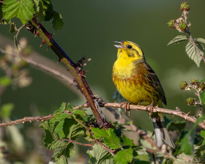 Goldammergesang zwischen Brombeerranken