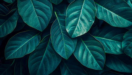 Obraz premium Close-up of vibrant green tropical leaves against a dark background