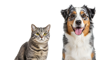 A friendly tabby cat and a happy Australian Shepherd dog sitting together as companions, isolated on a white background.